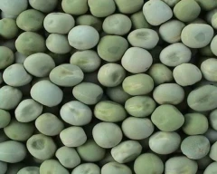 Dried green Green Peas for sale in Jalaun