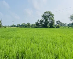 Pusa Basmati - 1692 Paddy for sale in Narsinghpur