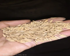 6444 Paddy for sale in Muzaffarpur