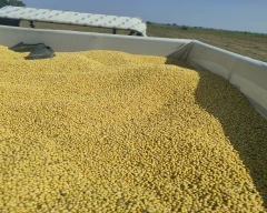 Normal Soyabean required in Jhalawar