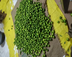 A Grade Quality Lemon for sale in Fatehpur