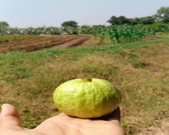 Taiwan Pink Guava for sale in Ratlam