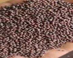 Black Mustard for sale in Ambedkar Nagar