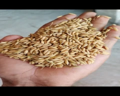 1010 Paddy for sale in Hazaribag