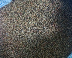 Normal Dhaincha for sale in Mathura