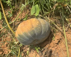 EW 137 f1 Pumpkin for sale in Kendujhar