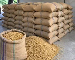 Mansoori Paddy for sale in Sultanpur