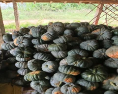 Hybrid Pumpkin for sale in Bengaluru Rural