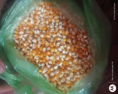 Buy Red Maize from Baran, Rajasthan at Wholesale Price of Rs 38/Kg