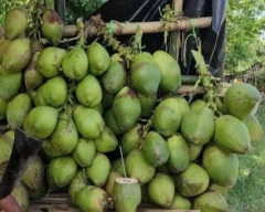 Normal Tender Coconut required in Coimbatore