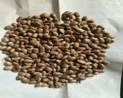 Hybrid Castor Seed for sale in Bhadradri Kothagudem