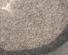Pusa Basmati - 1692 Paddy for sale in Etah