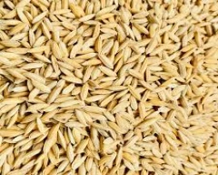 RNR 15048 Paddy for sale in Kamareddy