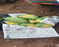 Red Lady Taiwan 786 Papaya for sale in Madurai