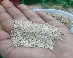 A Grade Quality Sesame for sale in Sawai Madhopur
