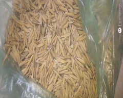 Pusa Basmati - PB 1121 Paddy for sale in Sonipat