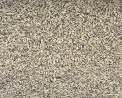 Normal Paddy for sale in Rampur