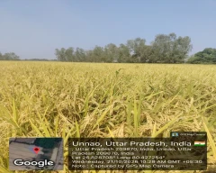 Annapurna Paddy for sale in Unnao