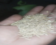 27P37 Paddy for sale in East Champaran