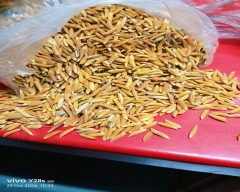 B Grade Quality Paddy for sale in Kanpur Dehat