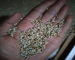 A Grade Quality Bajra for sale in Shahjahanpur